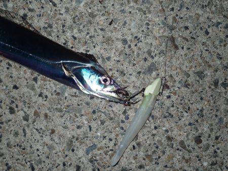 ZZ-STAP&ワインド&FLAP釣法でタチウオゲット!